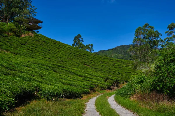 Φόντο Φυτείες Τσαγιού Πράσινο Τσάι Φυτεία Τοπίο Φυτεία Τσαγιού Cameron — Φωτογραφία Αρχείου