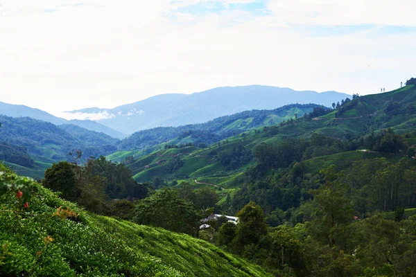 Vista Sobre Una Montaña Agrícola Plantación Orgánico Hermoso Paisaje Montañoso — Foto de Stock