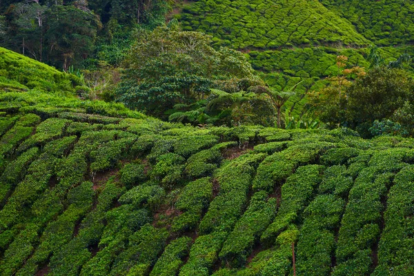 浅谈有机茶园的农业山 美丽的丘陵景观与绿茶种植园 茶叶场 有机工业的概念 美丽的自然风景 — 图库照片