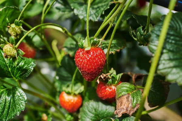 Fresh Ripe Strawberry Farm Strawberry Field Garden Bed Some Ripe Royalty Free Stock Images