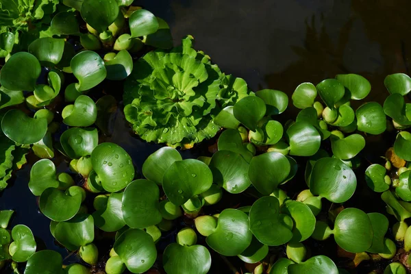 Close up of flowers floating in pond of water. Pattern of leaf floating on the water. Aquatic plants, floating plants, background. Water plant, floating green plant. Image nature for background usage — Stock Image Close Flowers Floating Pond Water Pattern Leaf Floating Water Aquatic Stock Photo