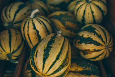 Balkabağı sapları, seçici odak