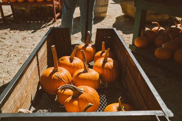 Une Nature Morte Automne Rustique Avec Des Citrouilles Grandes Citrouilles — Photo