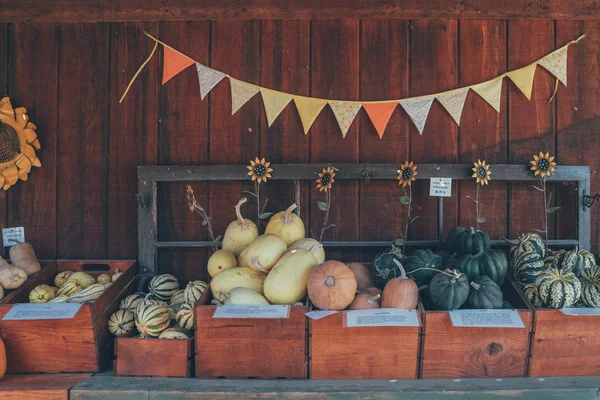 Kürbisgemüse Lebensmittelmarkt — Stockfoto