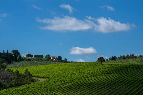 Beautiful Landscape Vineyards Chianti Region Summer Season View Countryside Chianti — Stock Photo, Image