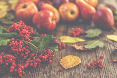 Eski tahtalarda kırmızı elma, sonbahar yaprakları ve kırmızı meyvelerhashasat. Sonbahar arka planı.