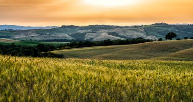 Toskana, kırsal gün batımı manzarası. Selvi ağaçları, güneş ışığı ve bulutlar. Siena eyaleti, Toskana, İtalya, Avrupa. Altın sonbahar. Kırsal, yeşil ve altın tarlaları. Avrupa'da Agro turu.