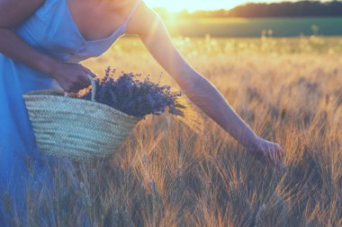 Ülke, doğa, yaz tatilleri, tarım ve insan kavramı. Lavanta buketi el ile yakın tahıl alanında spikelets dokunmadan. Gün batımı buğday tarlasında parlıyor. Provence bölgesi.