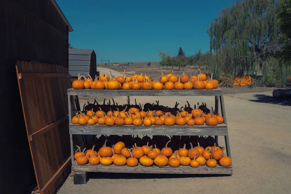 Oranžové Dýně Displeji Farmářské Burze Státě Georgia Oranžové Dýně Slunci — Stock fotografie