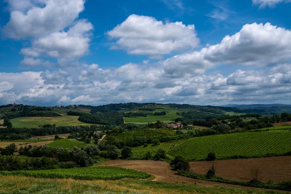 Pole Hroznů Olivových Pokrutin Zemědělství Itálii Toskánsko Cestovní Ruch Itálii — Stock fotografie