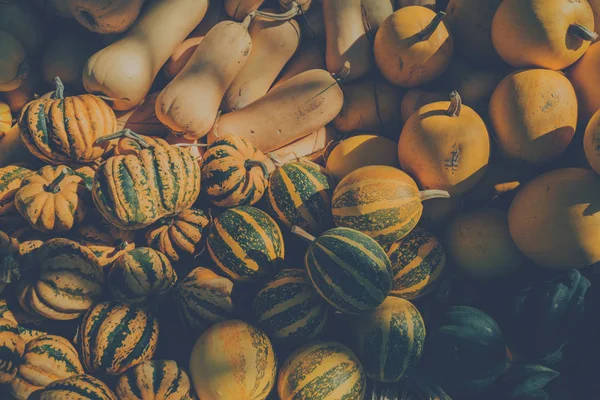 Pumpkin picking. Pumpkins in a pumpkin patch autumn, halloween.