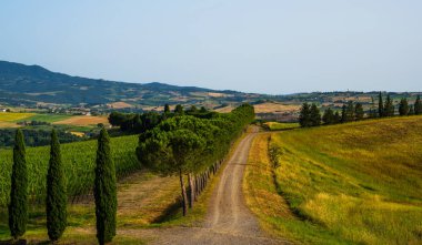 Toskana, İtalya. Kırsal peyzaj. Kırsal çiftlik, selvi ağaçları, yeşil ve altın alan ve bulutlu gökyüzü. Avrupa'da Agro turu.