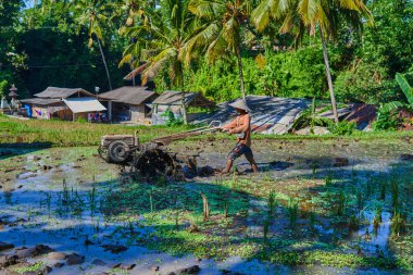 El motor pulluk bir pirinç alanında çalışan çiftçi. Traktör, Tarım için kullanılan küçük traktör yürüyüş, paddy arazi ekimden önce hazırlayın. Çiftlikte yetiştirmeye Rover tarayıcıları kullanarak. Tarım.
