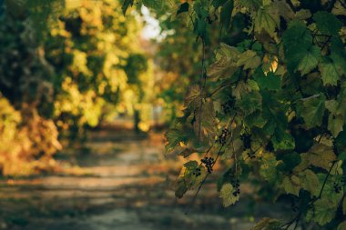 Sonbahar altın yaprakları orman zemin ile güzel bir doğa bokeh arka plan süslemeleri.