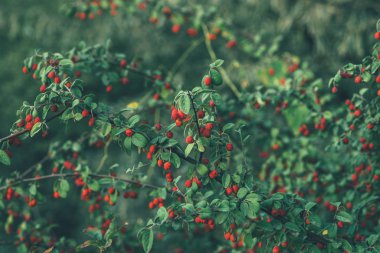 Sonbahar yaprakları ve çilek doğa arka plan. Bahçede sonbahar. Yaprakları ile güzel sonbahar manzara.