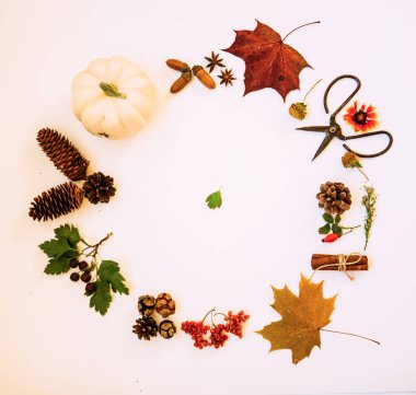 Balkabağından, güz meyvelerinden, kuru yapraklardan, meşe palamudundan, kozalaklardan, anasonlu pastel arka plandan yapılmış çelenk. Sonbahar konsepti. Düz konum, üst görünüm, kopyalama alanı. Tonlanmış görüntü. Eski tarz. Sonbahar arkaplanı.