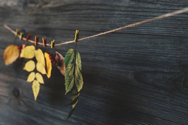 Autumn frame for your idea and text. Autumn dry twigs of shrubs with leaves of yellow, red, orange on an old wooden board. Model of autumn. Toned vintage image. Selective focus.