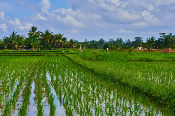 风景如画的乡村景观 巴厘岛稻田 — 图库照片