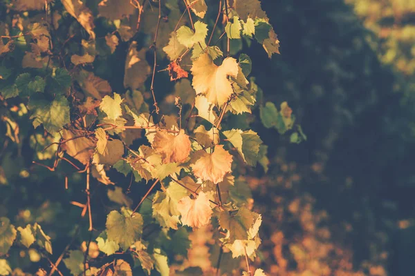 Schöne Gelbe Blätter Auf Herbst Natur Hintergrund Herbstblätter Der Sonne — Stockfoto