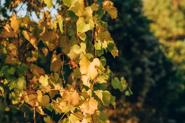 Schöne Gelbe Blätter Auf Herbst Natur Hintergrund Herbstblätter Der Sonne — Stockfoto