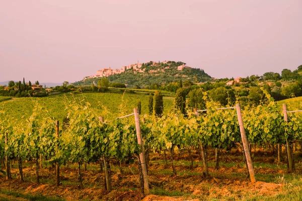 Ampia Piantagione Vigneti Sotto Bella Luce Del Tramonto Agro Turismo — Foto Stock