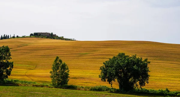 Campagna Tradizionale Paesaggi Della Bellissima Toscana Campi Colori Dorati Cipressi — Foto Stock