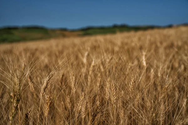 Vackra Och Mirakulösa Färger Grönt Och Gyllene Höstlandskap Toscana Italien — Stockfoto