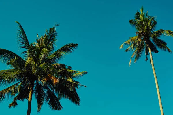 Coconut trees against blue sky. Palm trees at tropical coast.