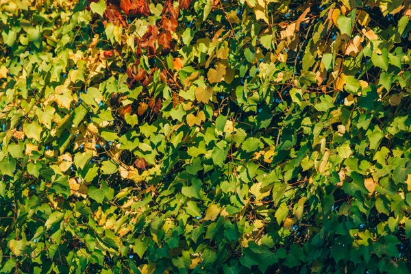 Herfst Bladeren Natuur Achtergrond Herfst Tuin Prachtige Herfst Landschap Met — Stockfoto