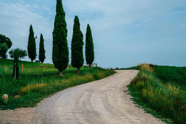 Ιταλικά Κυπαρίσσια Σειρές Και Ένα Λευκό Δρόμο Αγροτικό Τοπίο Τοπίο — Φωτογραφία Αρχείου