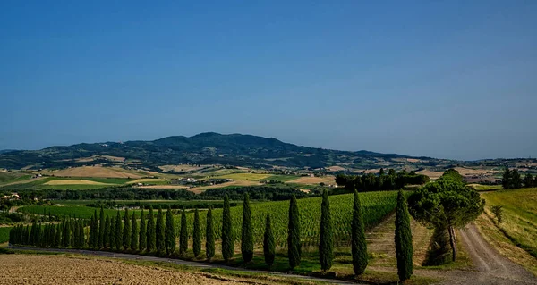Paisagem Toscana Única Tempo Verão Colinas Onda Ciprestes Árvores Belas — Fotografia de Stock