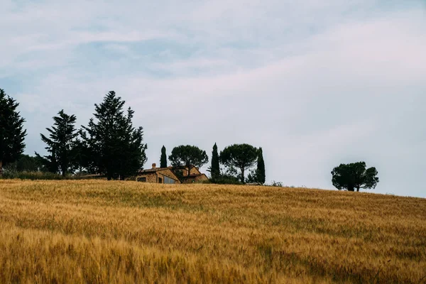 Toscana Landsbygdslandskap Landsbygd Gård Cypresser Träd Gyllene Fält Sol Ljus — Stockfoto