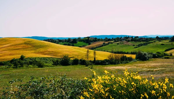 Widok Kolorowe Wzgórza Pola Toskanii Świetle Złotego Ranka Krajobraz Wiejski — Zdjęcie stockowe