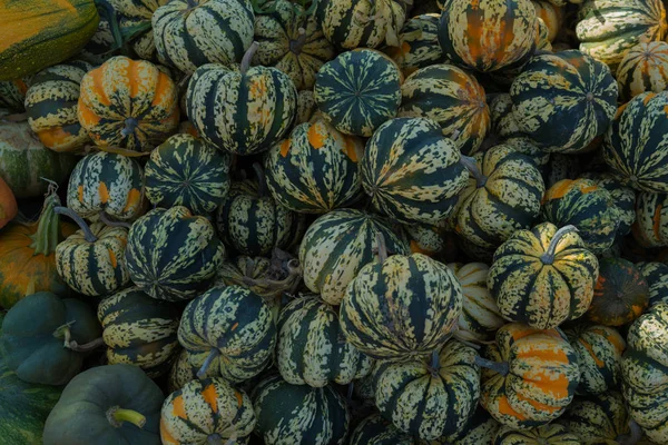 Selecting pumpkin from pumpkin patch in early Autumn. Pumpkins for sale. American farm and barns at autumn. Halloween and autumn background. Pumpkins from the farm on a field on a Halloween holiday.