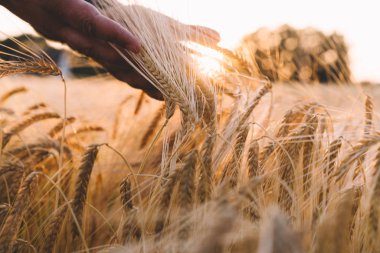 Buğday tarlası. Altın buğday kulakları yakında. Güzel gün batımı manzarası. Parlayan güneş ışığıyla kırsal bir manzara. Erkek el altın buğday kulağına dokunuyor. Zengin hasat konsepti. Tonlanmış görüntü. Yumuşak odak.