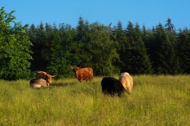 Yeşil çim dağ çayırüzerinde Otlayan Highland.