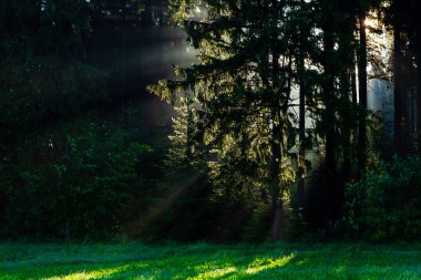 Almanya'daki Kara Orman. Sabah güneşi altın sisli ormanda parlıyor. Büyülü yaz sabahı. Romantik bir arka plan. Güneş doğmadan önce güneş ışınları. Dreamy seyahat arka plan.