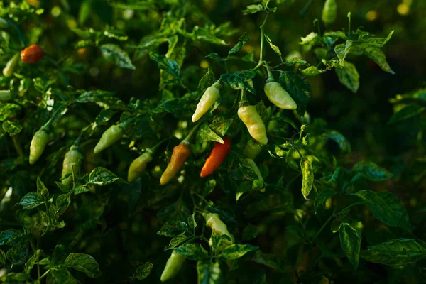 Pimentos Vermelhos Verdes Que Crescem Estufa Plantações Pimentas Campo Vegetais — Fotografia de Stock