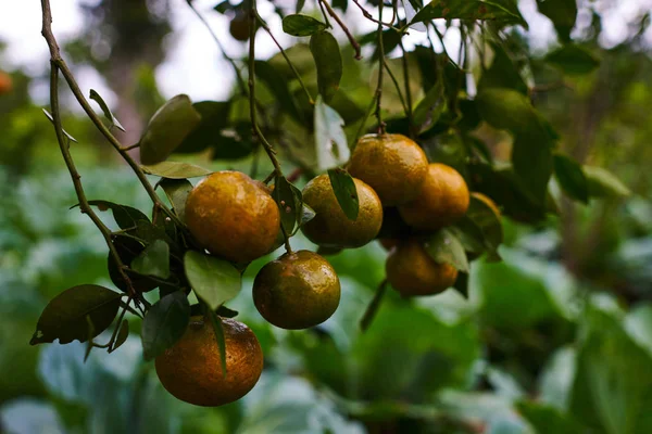 Comida Natural Alimentação Saudável Bio Alimentos Orgânicos Mandarins Laranja Doce — Fotografia de Stock