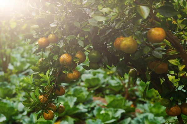 Mandarinas Laranja Árvore Tangerina Madura Homegarden Muita Fruta Árvore Está — Fotografia de Stock