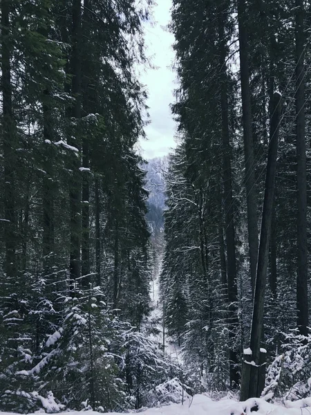 Dia Gelado Inverno Com Neve Nas Árvores Natureza Paisagem Tranquilo — Fotografia de Stock