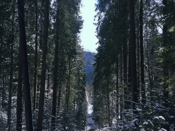 Winterfrosttag Mit Schnee Auf Den Bäumen Naturlandschaft Ruhige Winternatur Schönheitswelt — Stockfoto