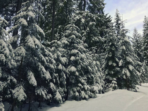 Floresta Montanha Inverno Com Abetos Cobertos Neve Bela Paisagem Inverno — Fotografia de Stock