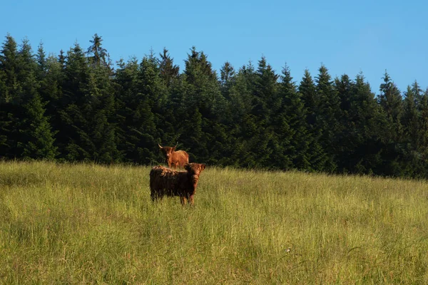 Grazing Highland Cow Green Grass Mountain Meadow Inglés Concepto Turismo — Foto de Stock