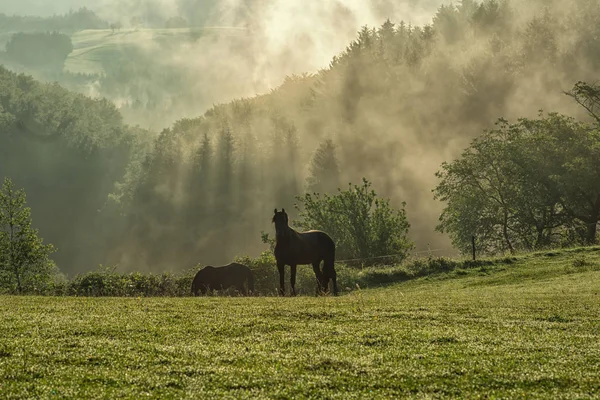 Silhouette Pferde Nebliger Wiese Gebirgstal Landschaftsfotografie Schwarze Pferde Vor Dem — Stockfoto