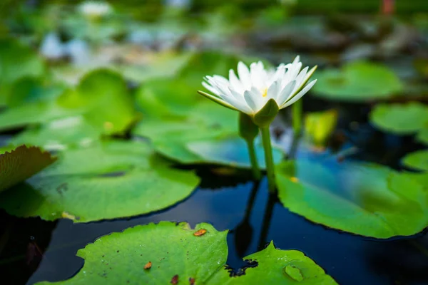 Gölde Yeşil Yapraklı Güzel Beyaz Nilüfer Veya Nilüfer Çiçeği Doğa — Stok fotoğraf