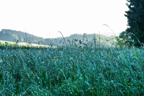 Piękny Wiejski Krajobraz Wschodem Słońca Łące Krople Rosy Trawie Świeże — Zdjęcie stockowe
