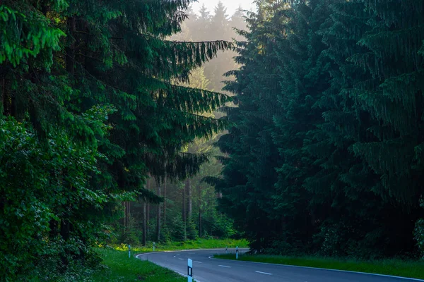 Estrada Curvilínea Com Árvores Antigas Lado Black Forest Alemanha — Fotografia de Stock