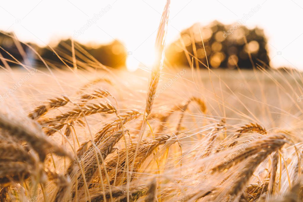 Golden field with morning sunrise and sunshine. Beautiful nature landscape. Rural scene. Autumn background of ripening ears of agriculture landscape. Natur harvest. Natural product. Toned image.