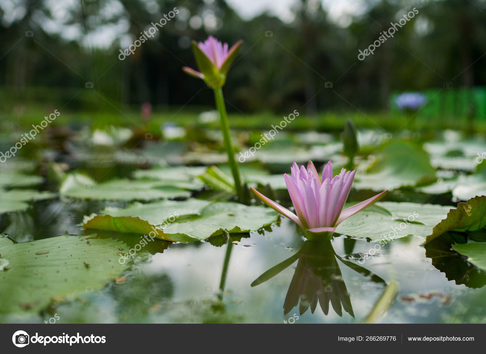 Hermosa Rosa Lirio Agua Flor Loto Con Hoja Verde Estanque: fotografía de  stock © eskstock@ #266269776 | Depositphotos